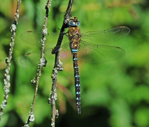 Réf. 328 156 : Aeshna mixta